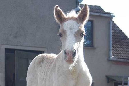 Testbild